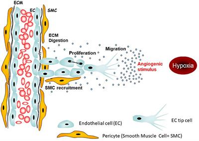 Antiangiogeneic Strategies in Mesothelioma